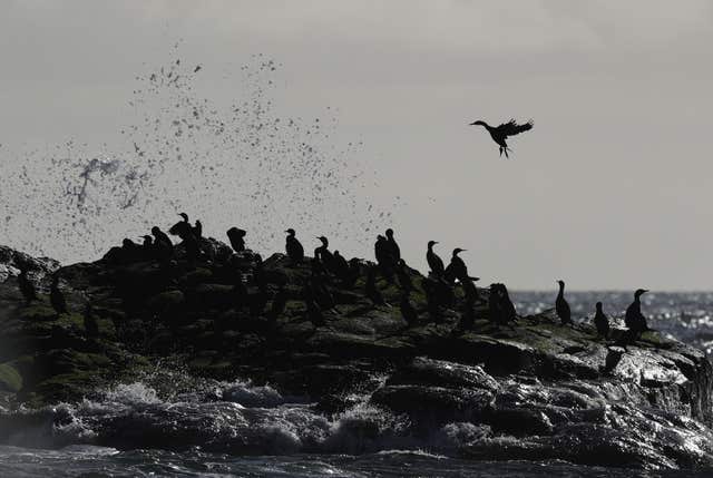 Seabirds often nest on islands such as the Farnes which are naturally free of predators (Owen Humphreys/PA)