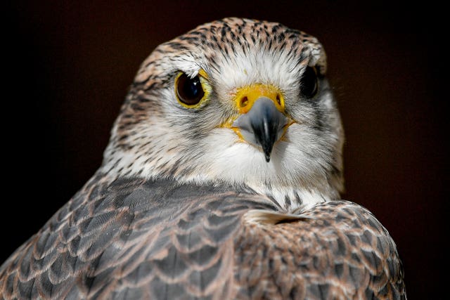 Saker falcon Jack Daniels