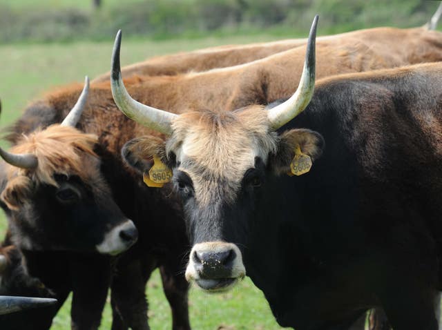 Farmer brings giant cattle to Britain