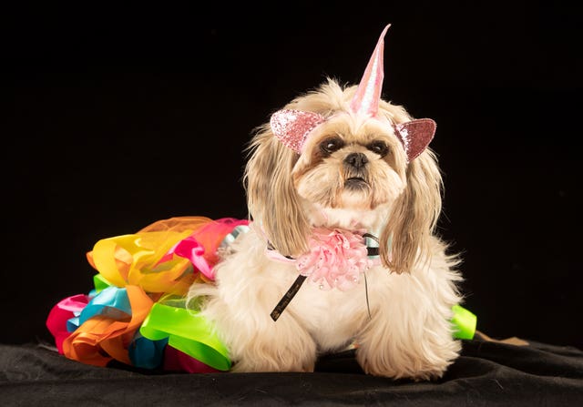 Gizmo the Shih Tzu dog dressed as a unicorn