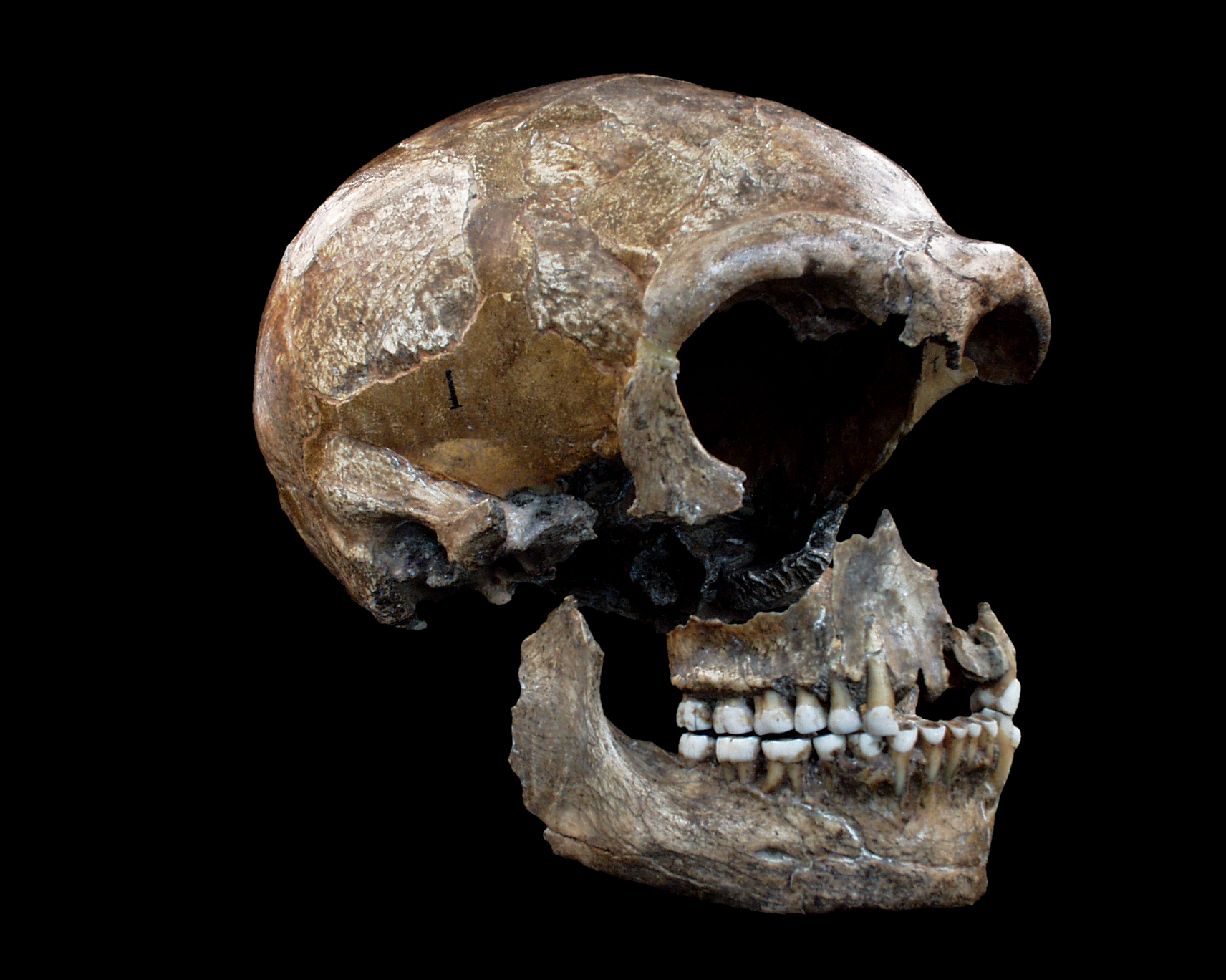 Neanderthals Have Similar Artistic Sense To Human Beings Neanderthals Have Similar Artistic Sense To Human Beings