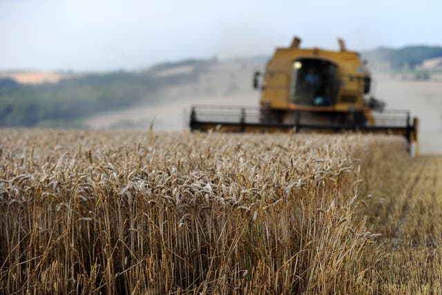 Wheat field