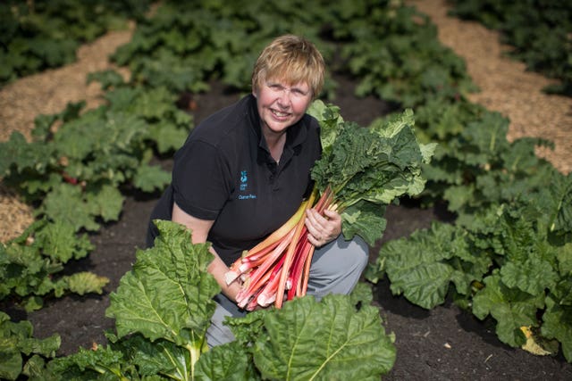 Rhubarb picking