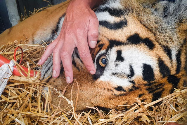 Experts x-ray Amur tiger’s spine