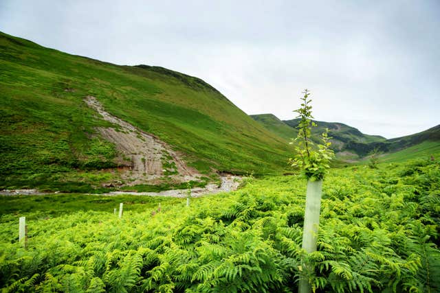 Mass tree planting