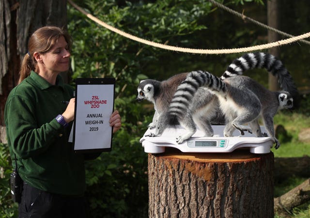 Annual weigh-in at Whipsnade Zoo