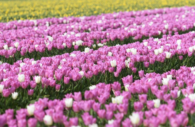 Spring tulips in Norfolk