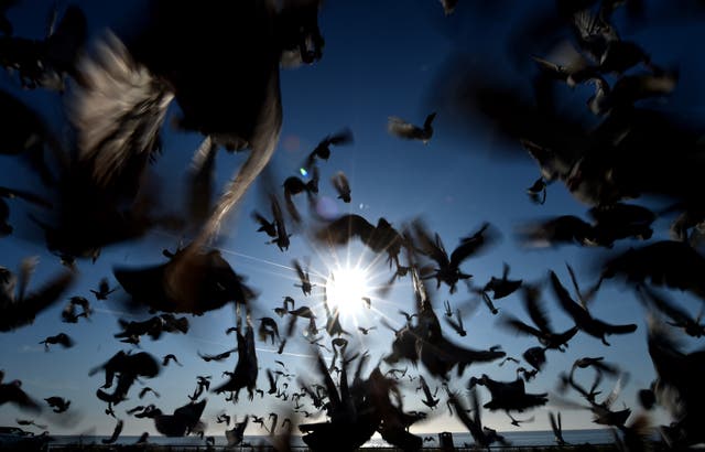 Racing pigeons