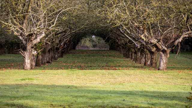Coton Orchard
