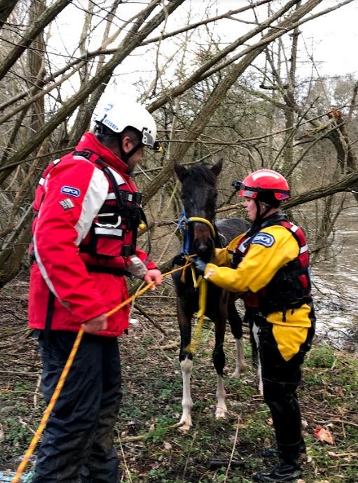 The pony has been nicknamed Jemima Puddle Duck (RSPCA/PA)