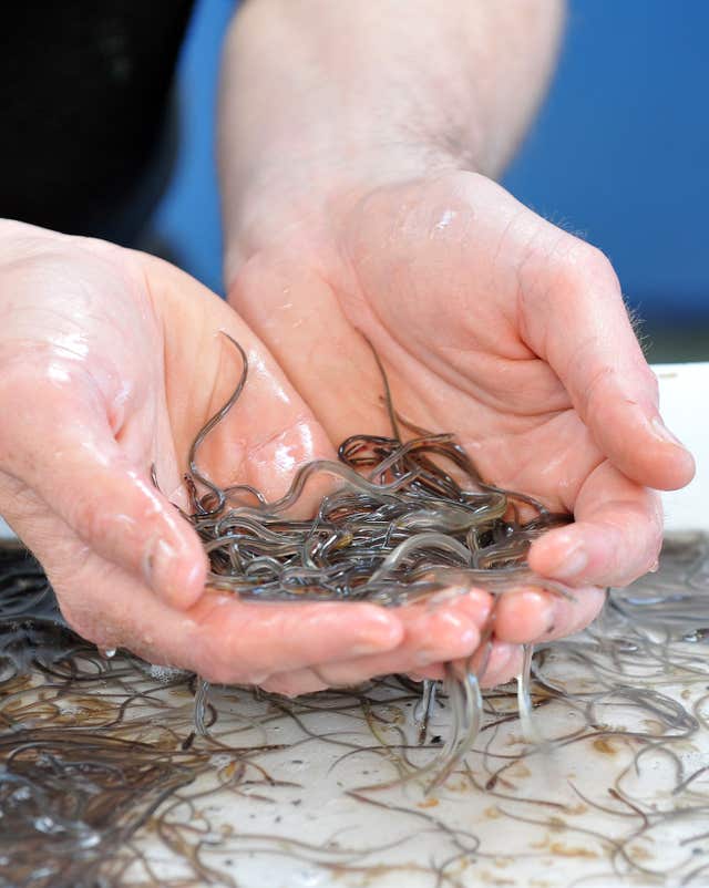 European eels
