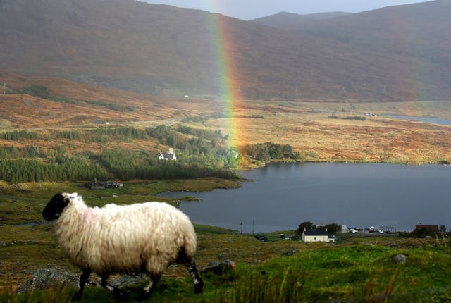 Sheep