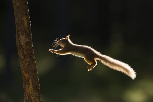 Rewilding support in Scotland