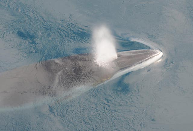 Minke whale