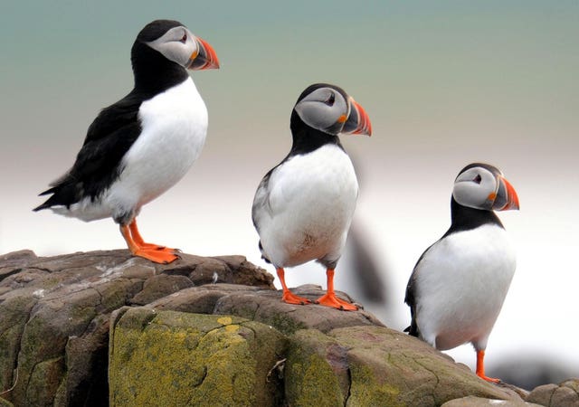 Puffins