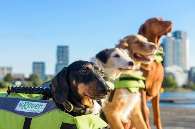 Swimming gala for dogs