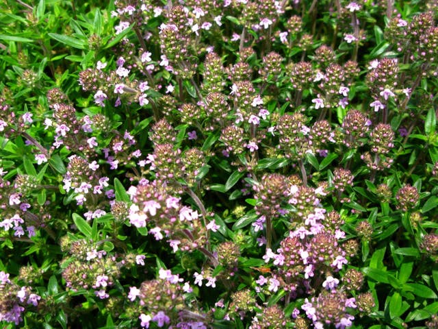 Thyme (Thinkstock/PA)