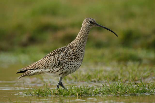 Curlews