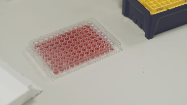 Human muscle cells