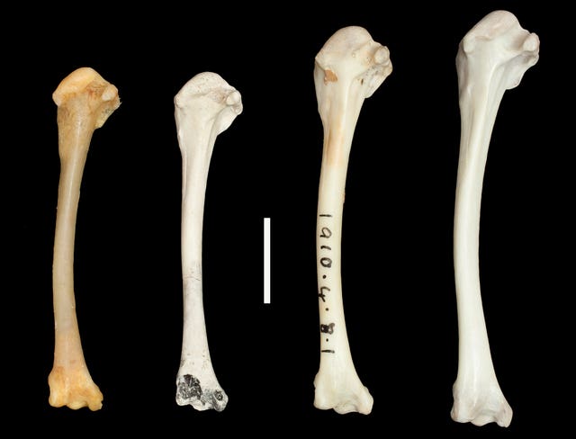 Flightless Rail study