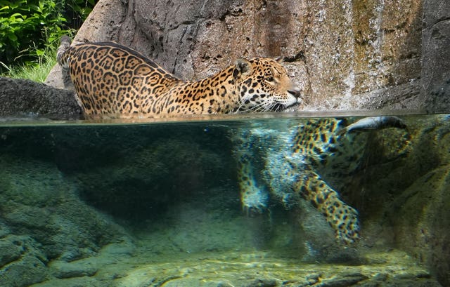 A male jaguar swims in a pool at Hertfordshire Zoo