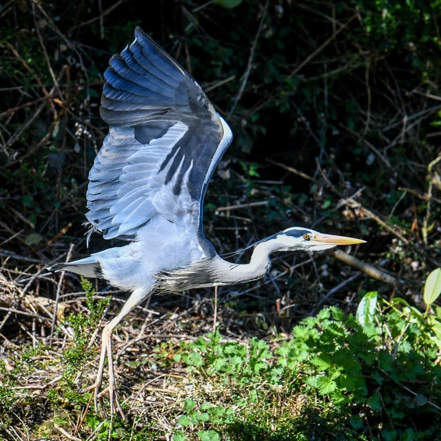 A grey heron takes flight