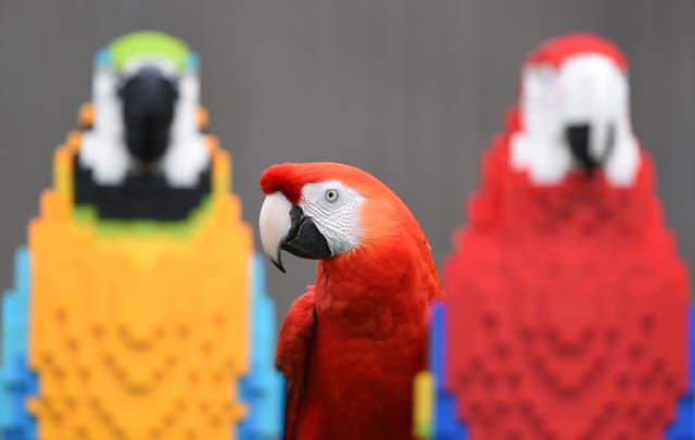 A Lego macaw sculpture