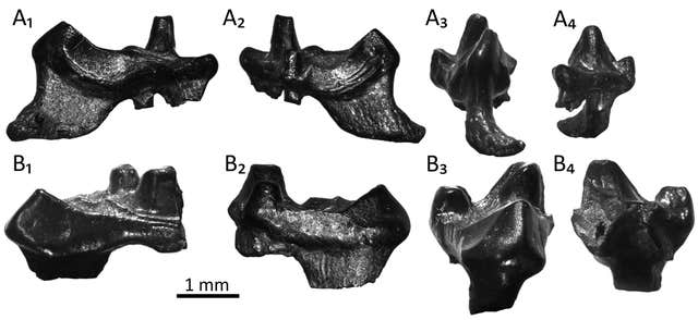 Early Cretaceous fossils