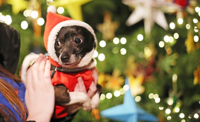 Therapy dog carol service