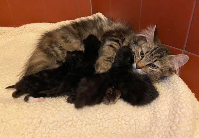 Kitten rescue