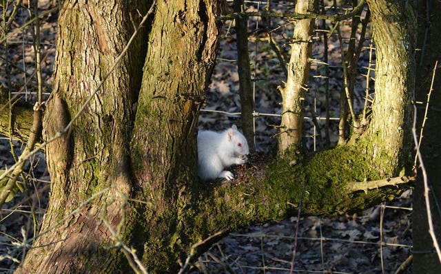 Albino squirrel