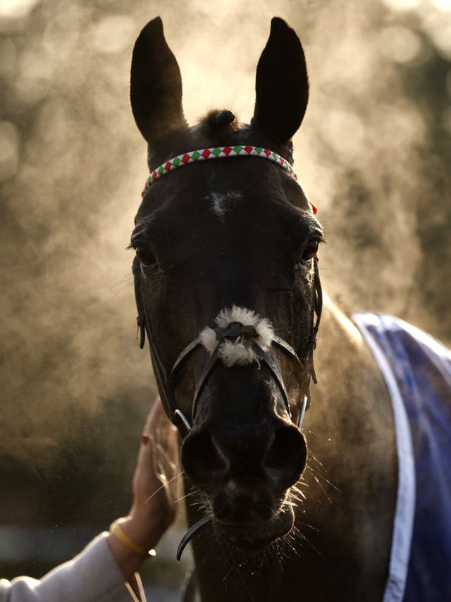 Mister Fisher at Kempton