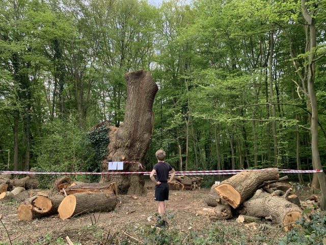 The stump of a huge tree