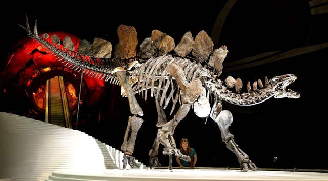 Stegosaurus fossil at the Natural History Museum – London