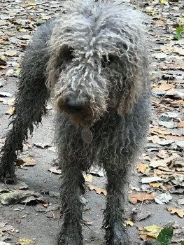 Dog rescued in Oxford