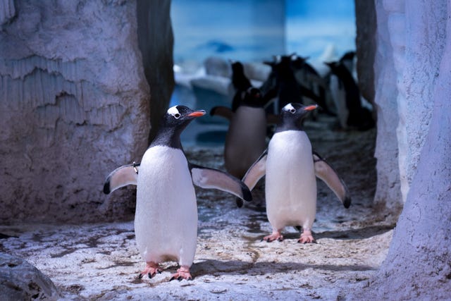 Penguins walking towards the camera through an ice-like archway