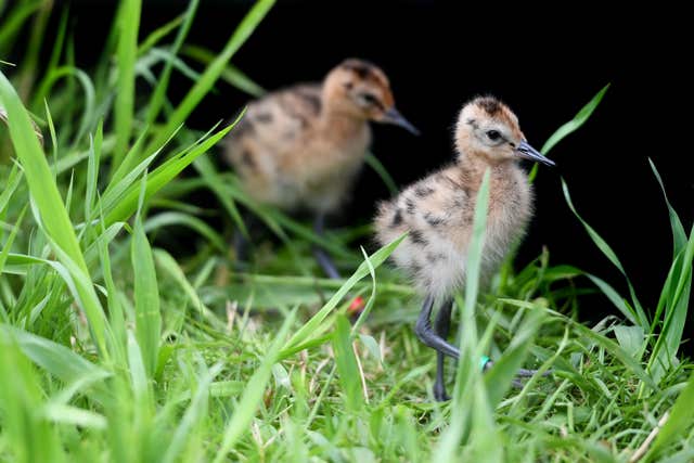 Godwit chicks born