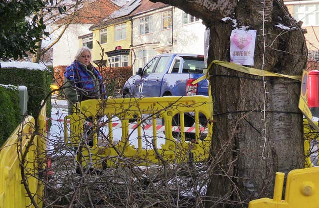Tree felling in Sheffield