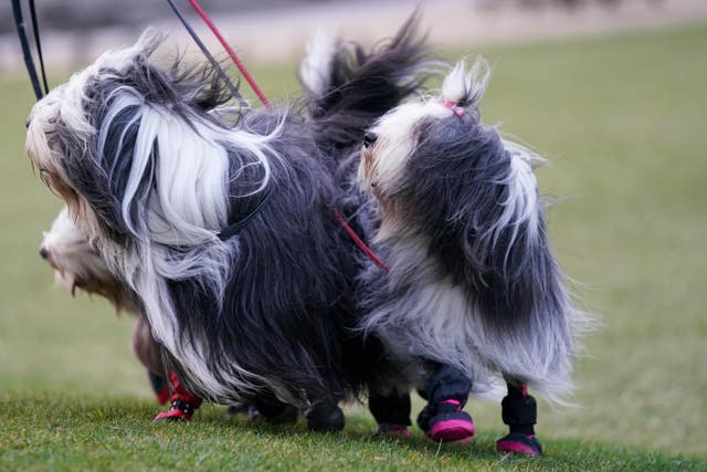 Crufts Dog Show – Day One