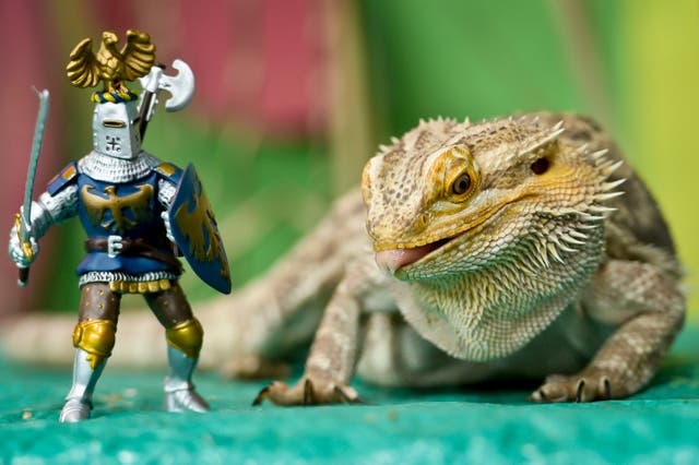 Godzilla, the bearded dragon lizard, eyes up a miniature knight at Bristol Zoo Gardens ahead of St George's Day