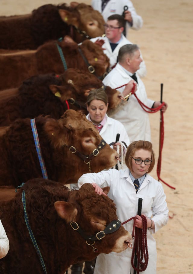 United Auctions’ Stirling Bull Sales