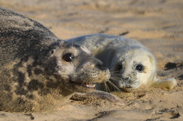 Grey seal pupping season