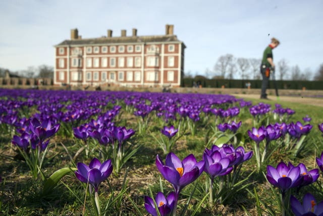 Crocuses in the gardens of the National Trust’s Ham House in London, where milder temperatures have coaxed 120,000 Ruby Giant crocuses into bloom