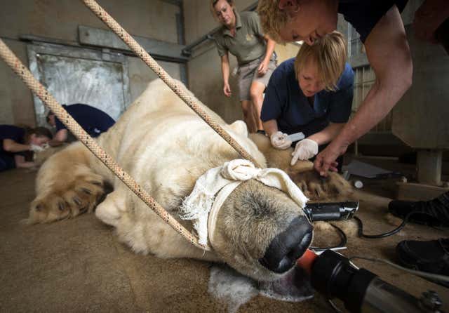 Polar bear is given allergy test