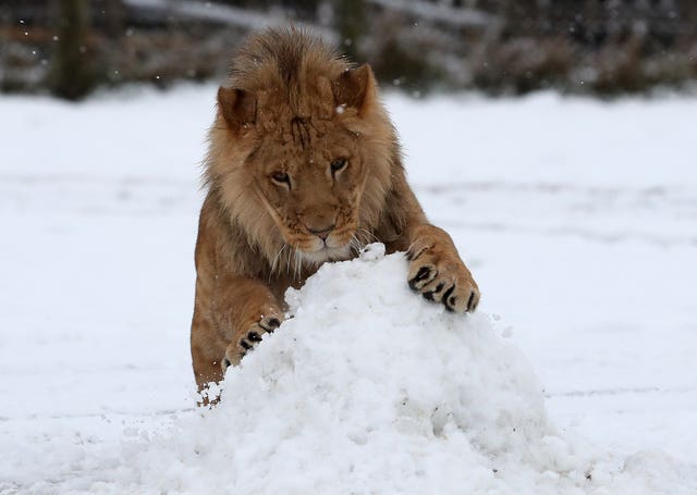 A young lion playing at Blair Drummond Safari Park near Strirling after snowfall in Central Scotland. (PA)