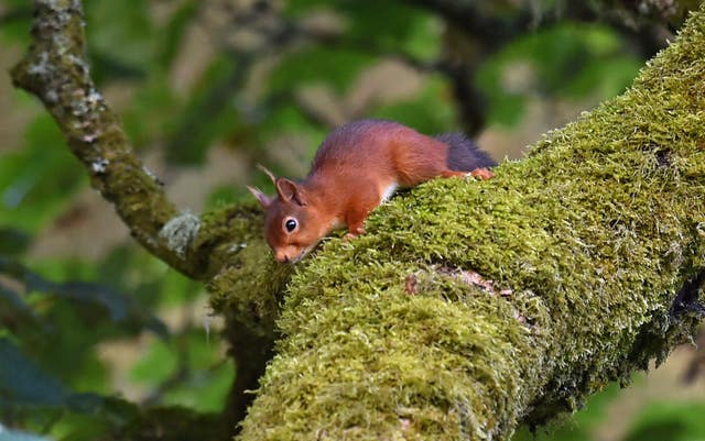 The presence of the pine marten could be good news for Kielder's red squirrels (Owen Humphreys/PA)