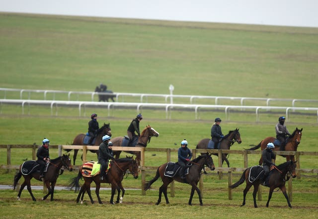 Horses on the gallops in Newmarket on Friday
