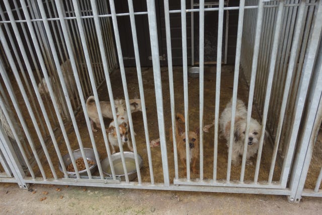 Puppy farmers jailed
