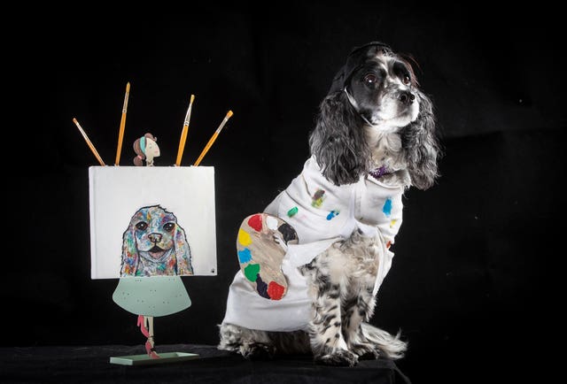 Rosie the cocker spaniel dog dressed as Pablo Picasso