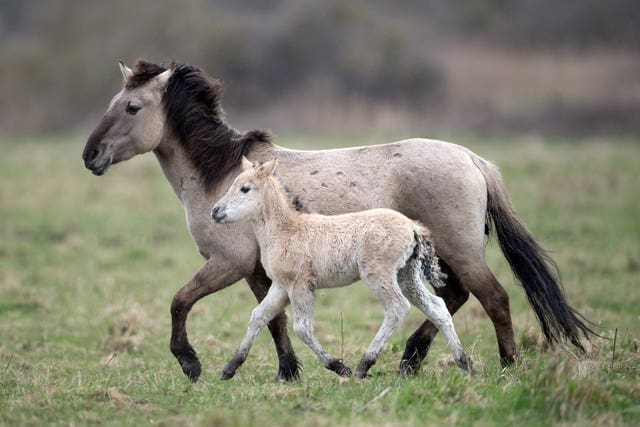 Konik ponies